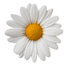 daisies & conkers favicon